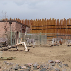 Hoofed Mammals